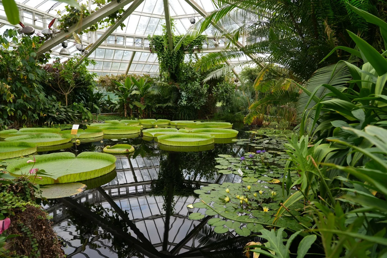 Hoe vind je rust in de botanische tuin van Luik
