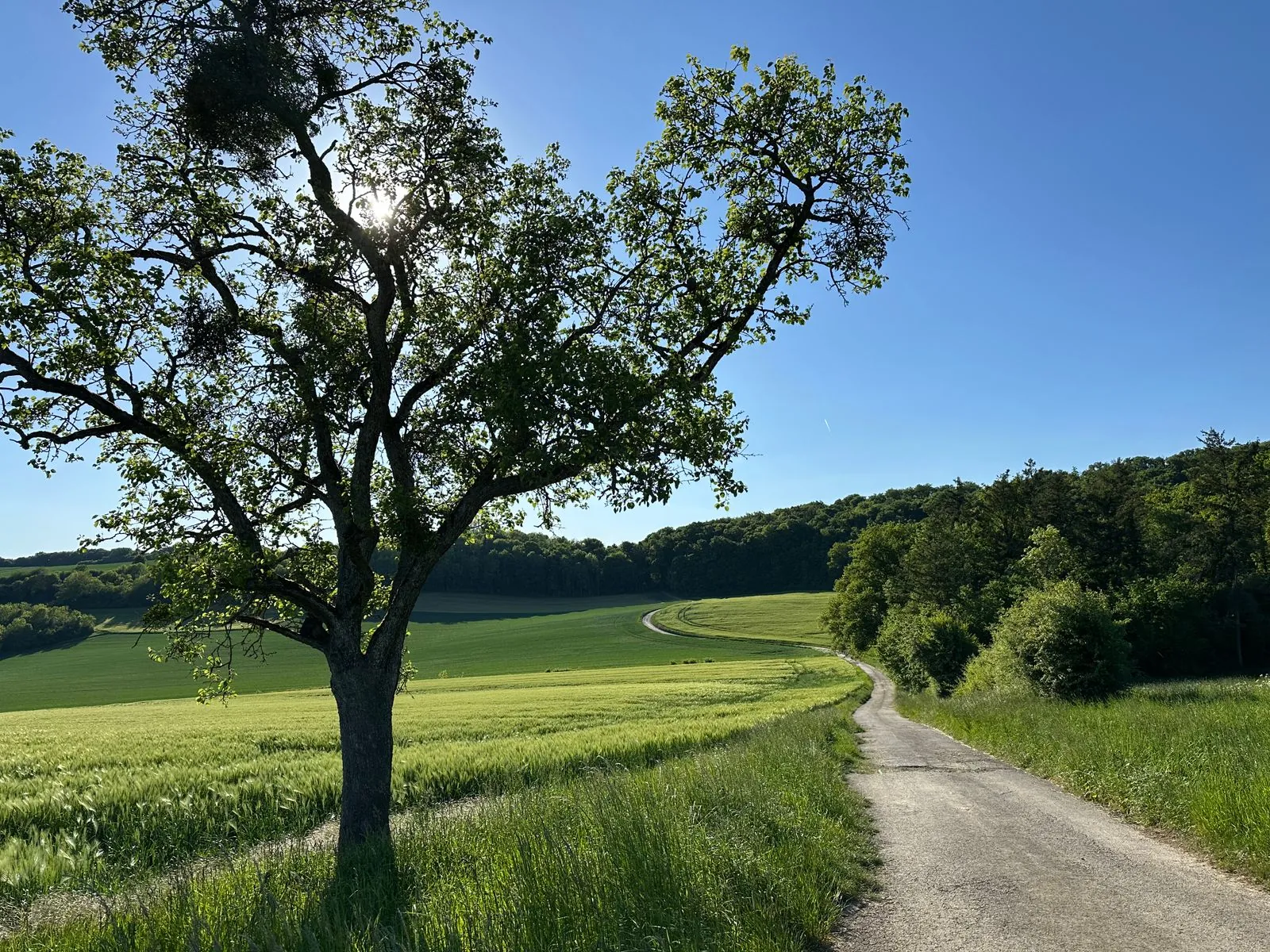 Wandelen door de bossen van de Saar-Hunsrück-Steig