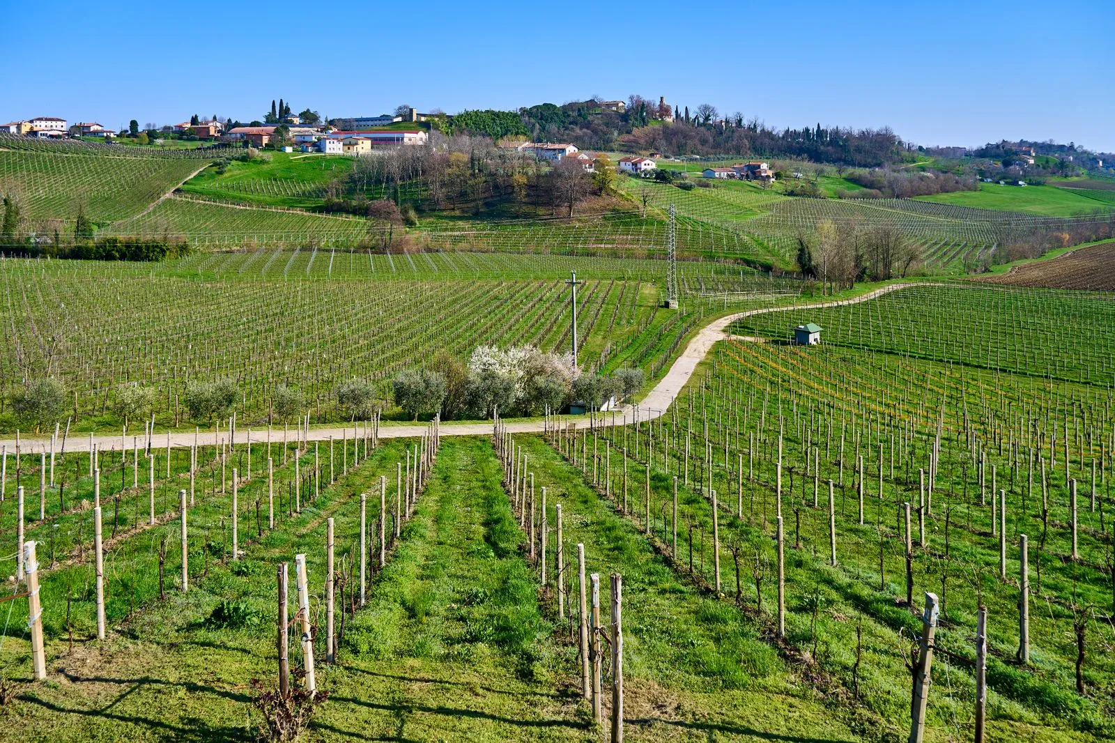 De wijngaarden van Sangiovese in Romagna ontdekken