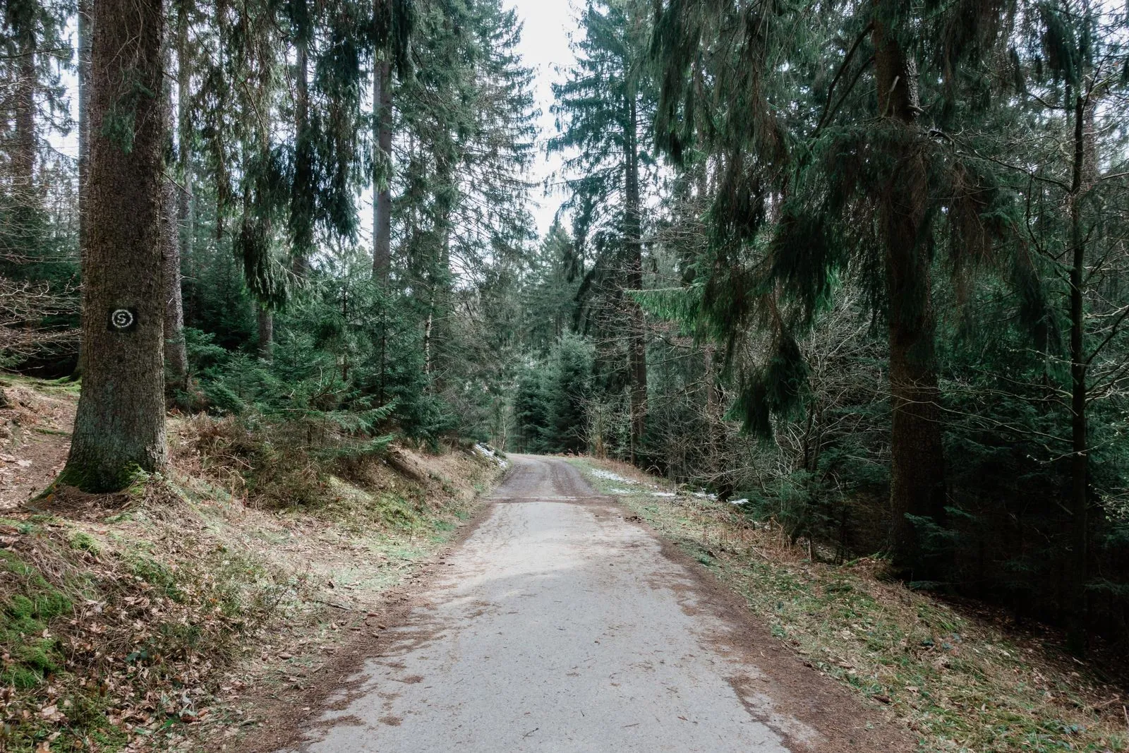 De kindvriendelijke wandelroute door het Zwarte Woud