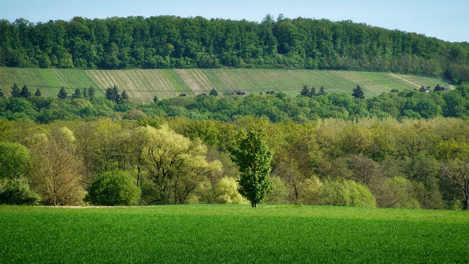 Hoe divers is de natuur in Natuurpark Neckartal-Odenwald?