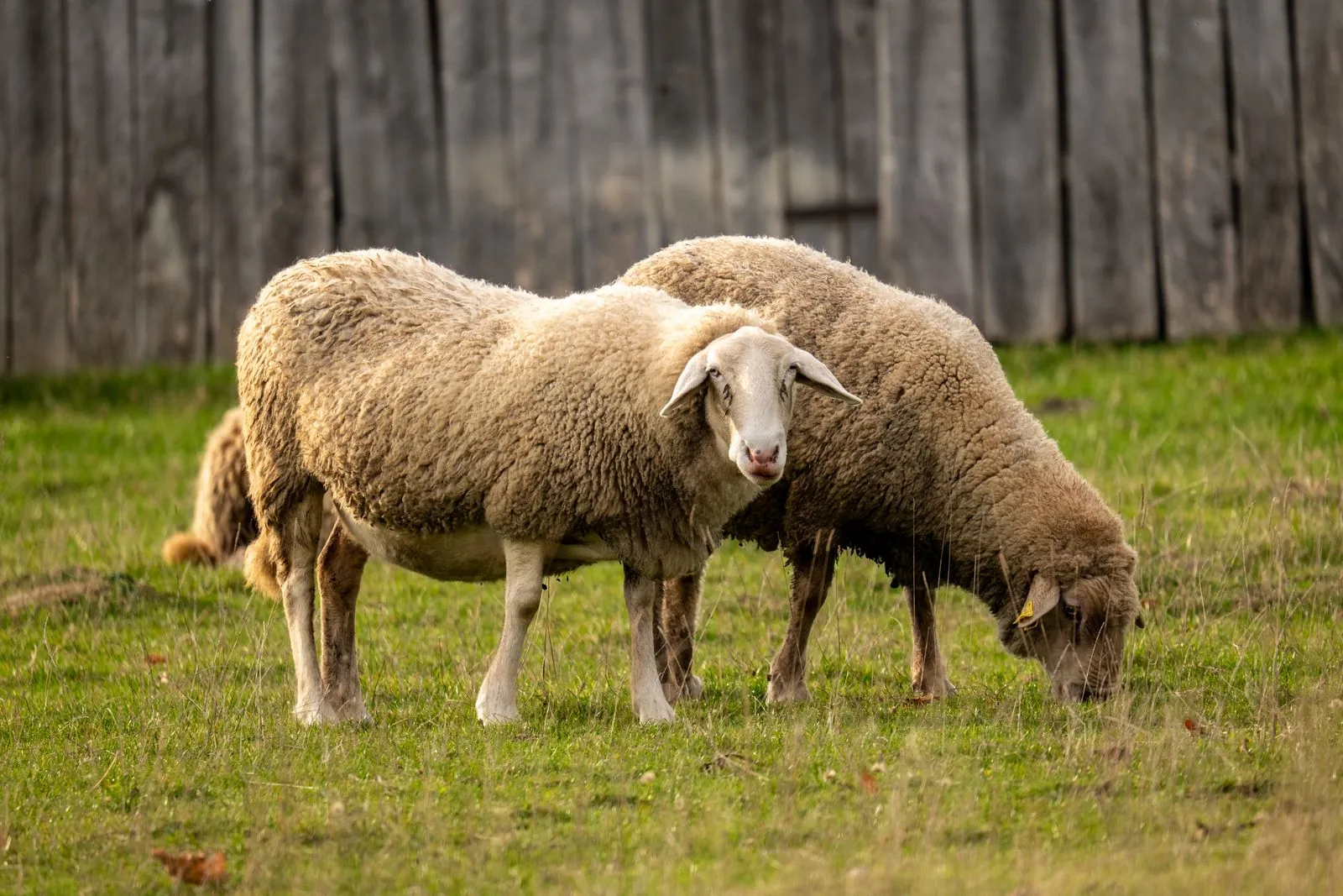 Bezoek aan de kinderboerderij in Bjelovar