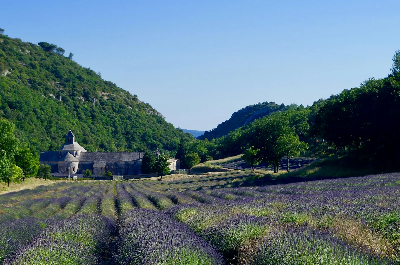 Lavendelvelden in het Plateau de Valensole