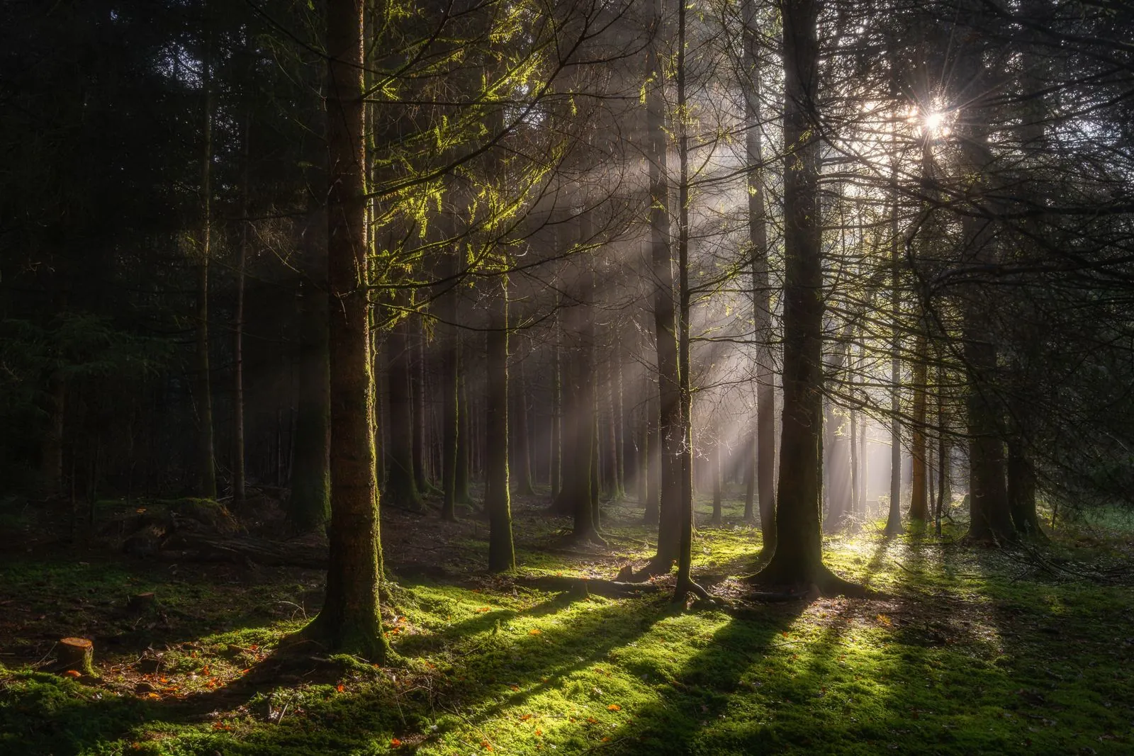 Wat maakt de bossen van Odenwald bijzonder?