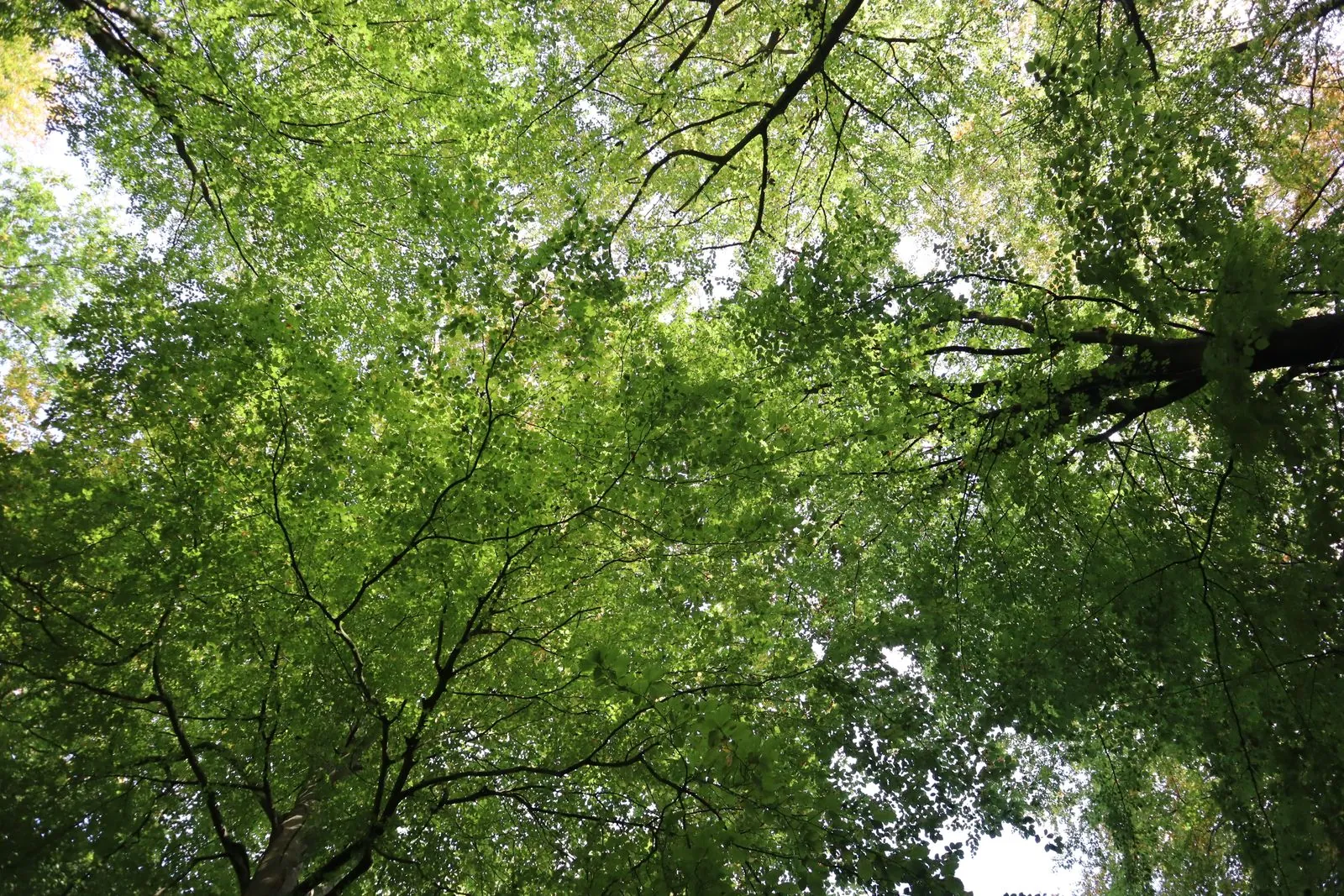 Spelen en picknicken in het bos van Blåbjerg Plantage