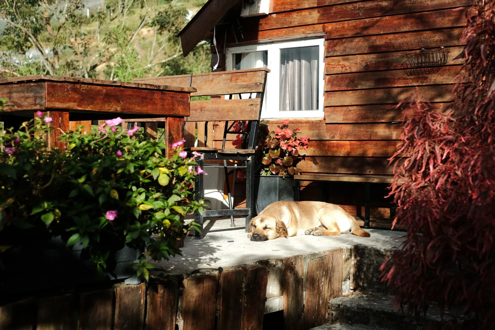 Vakantiehuis hond welkom in Oostenrijk