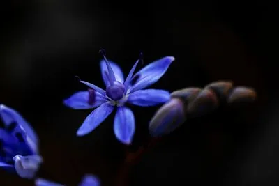 Scilla
