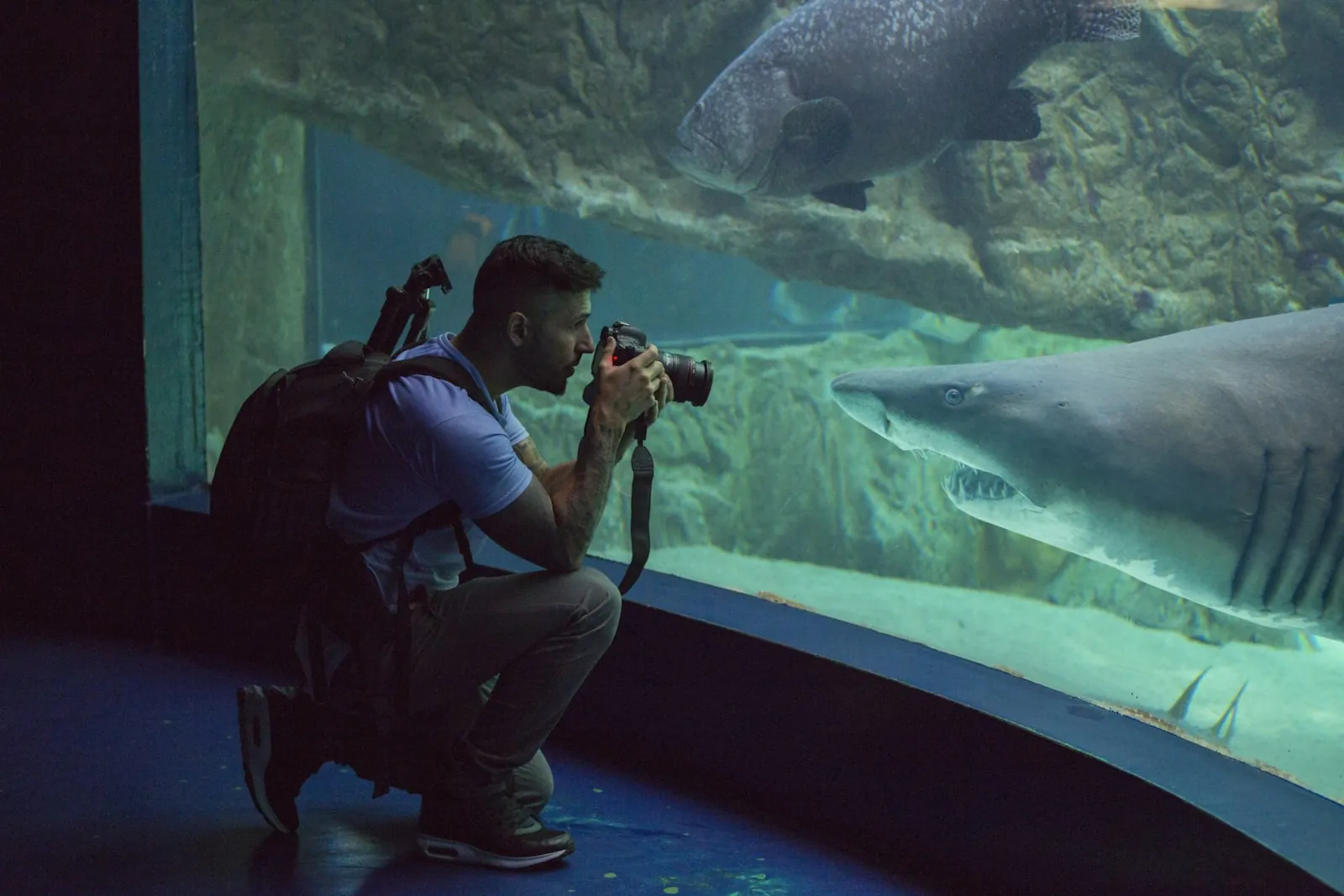 De wondere wereld onder water in het Aquarium Madrid