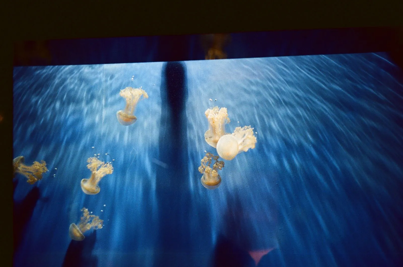 Het aquarium van Milaan: onderwaterwereld in de stad